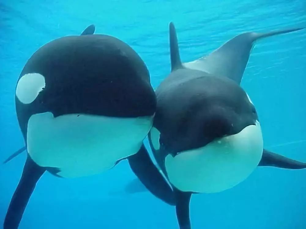 代购圈黑幕,代购十大骗局揭秘图