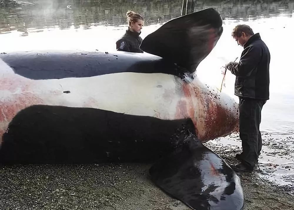 代购圈黑幕,代购十大骗局揭秘图