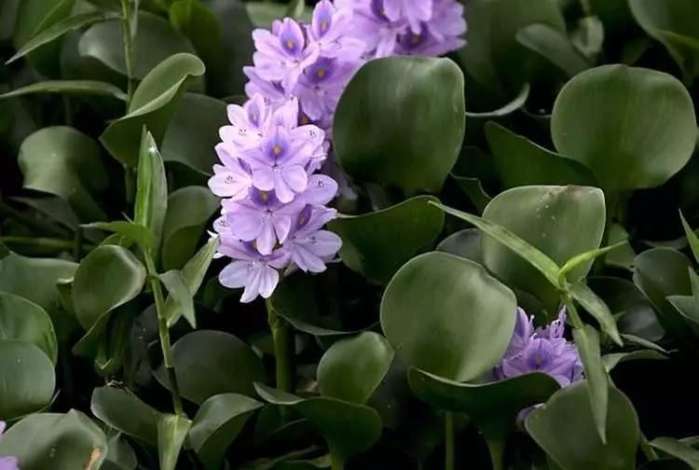 北方养水葫芦需要加硫酸亚铁吗,水葫芦和金鱼可以一起养吗