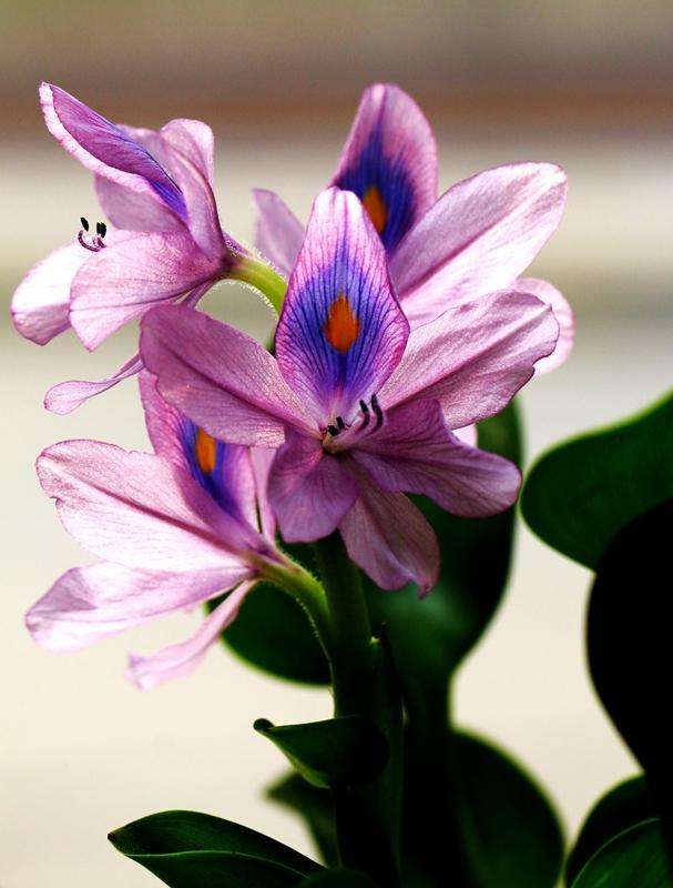 北方养水葫芦需要加硫酸亚铁吗,水葫芦和金鱼可以一起养吗