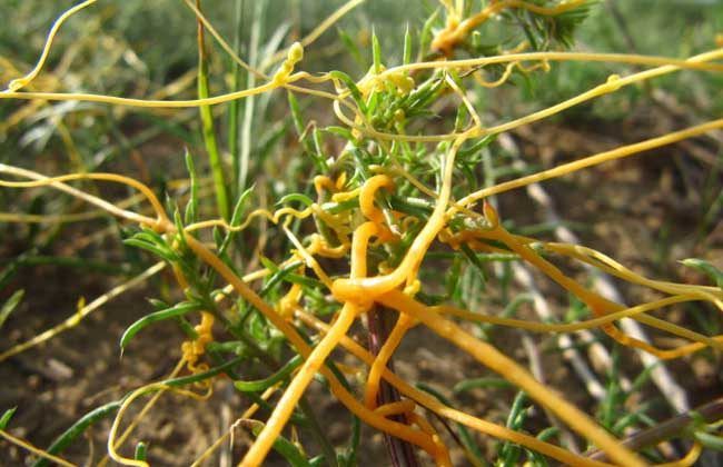 农村这种草竟然是奇药,农村这种草药竟是癌症克星