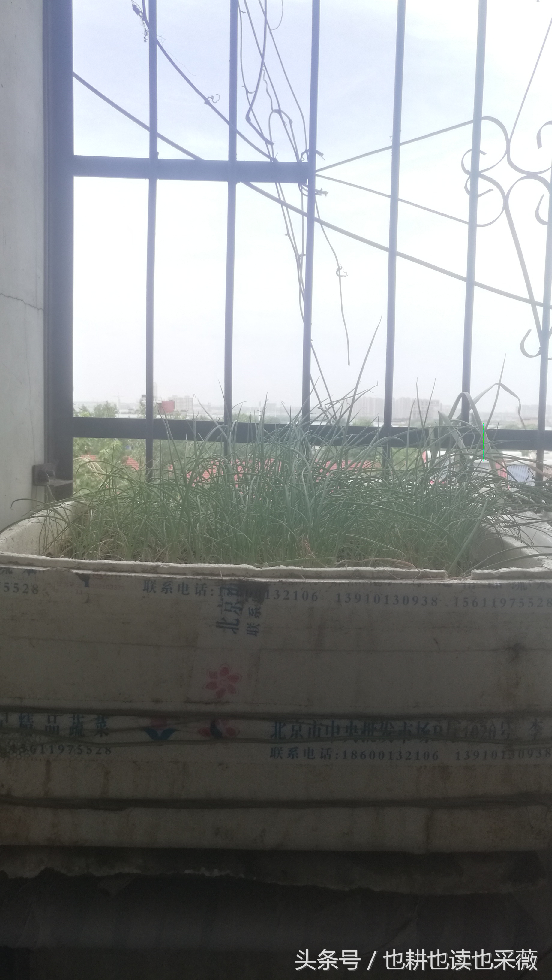 洛阳民生：远离毒大葱，你离自种无公害小香葱可能只差五块钱！