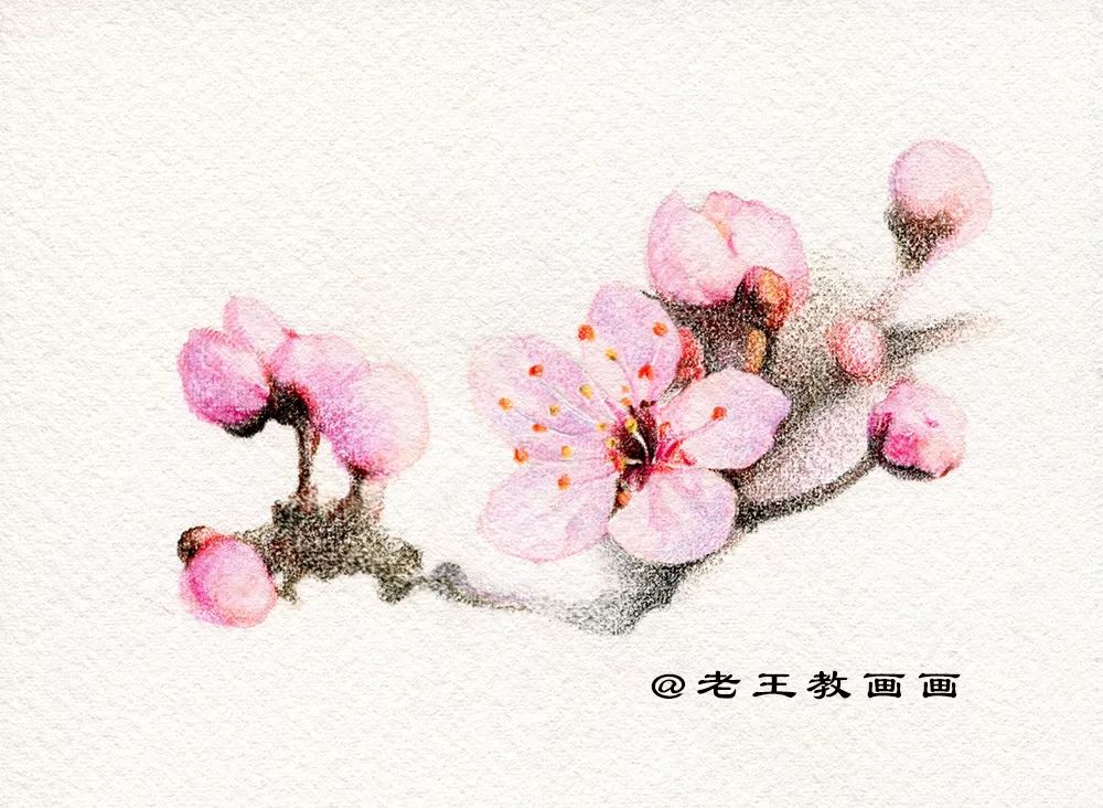 名师教你画桃花,崔老师教你画桃花