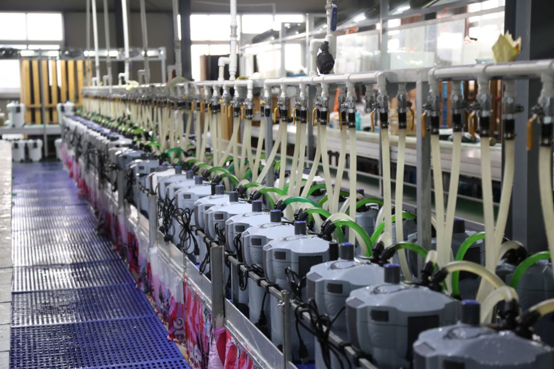 森森水族效益咋样,森森水族盈利情况