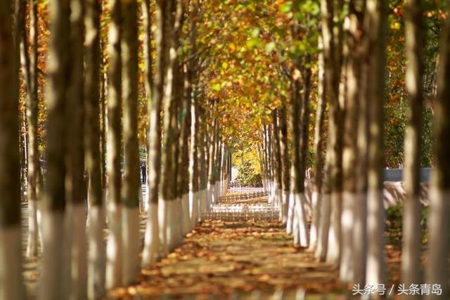 青岛的八大关全景,介绍一下青岛的八大关