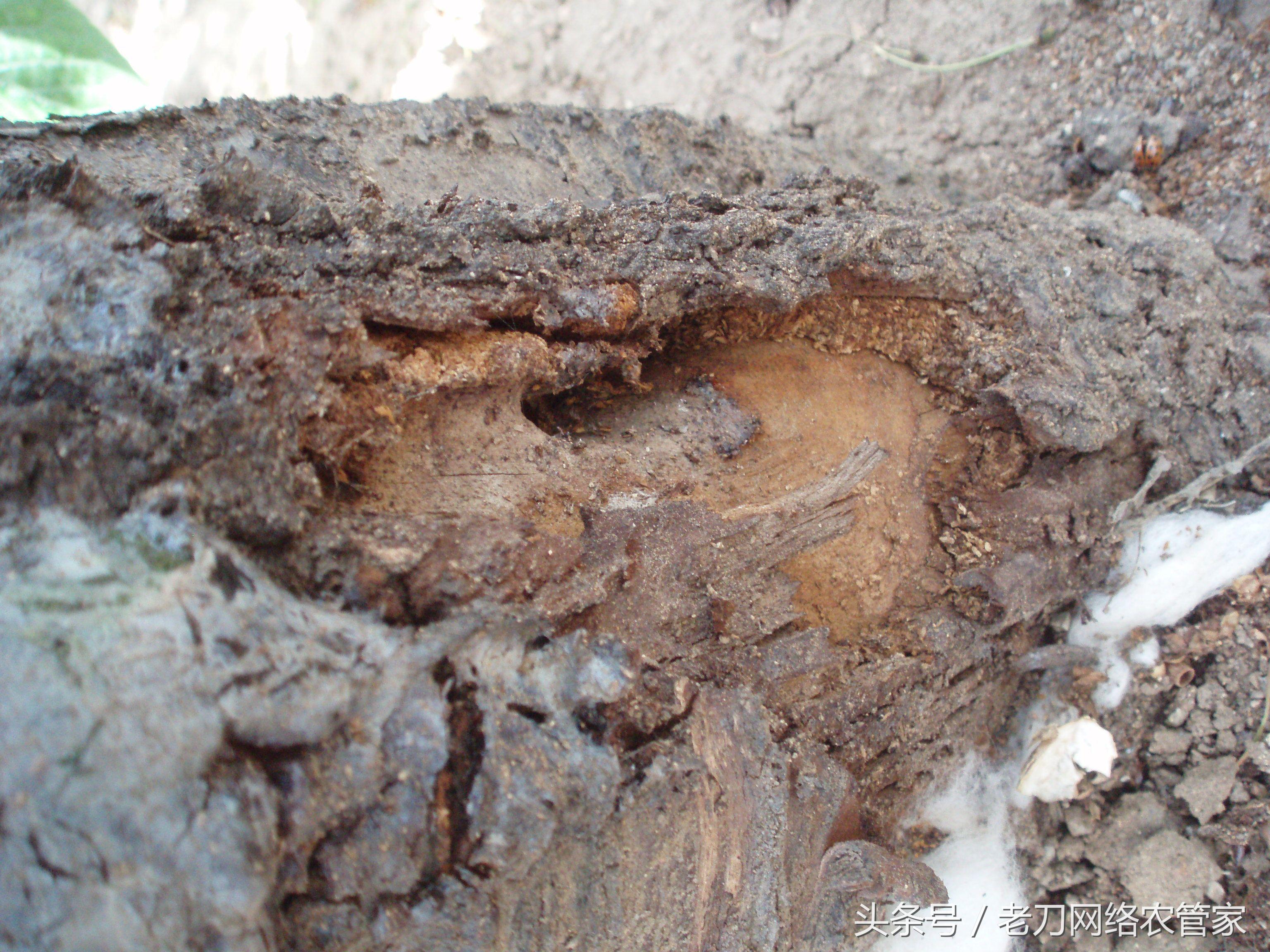 樱桃树有毛虫用什么药防治虫,樱桃虫害天牛的症状及防治方式