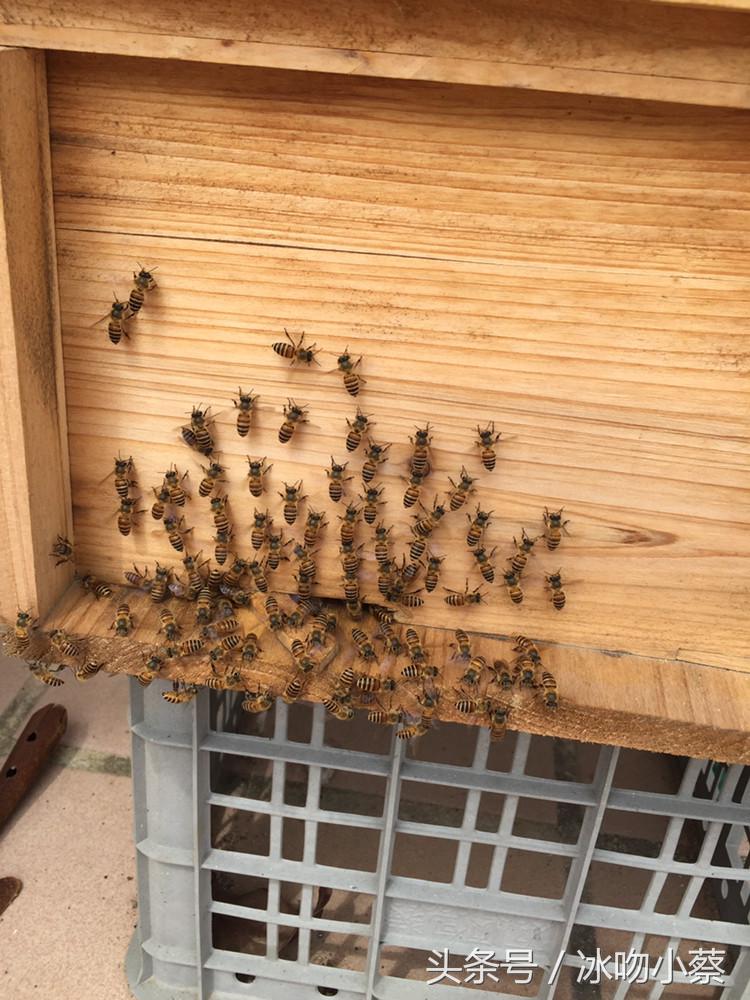 养蜜蜂的技巧和注意事项,养蜜蜂的十大技巧