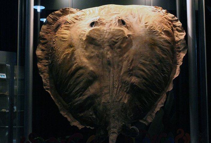 1028斤的鳇鱼,750斤的大鳇鱼需要生长多少年