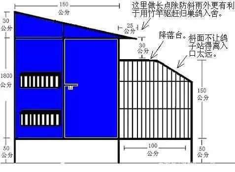 想养好鸽子该做些什么？这些东西要配齐！