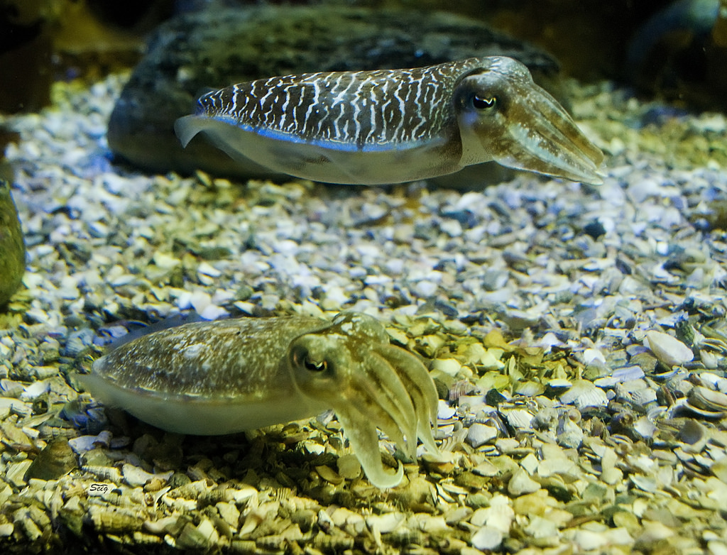 章鱼和乌贼墨鱼有什么区别,章鱼鱿鱼墨鱼乌贼是同一科吗