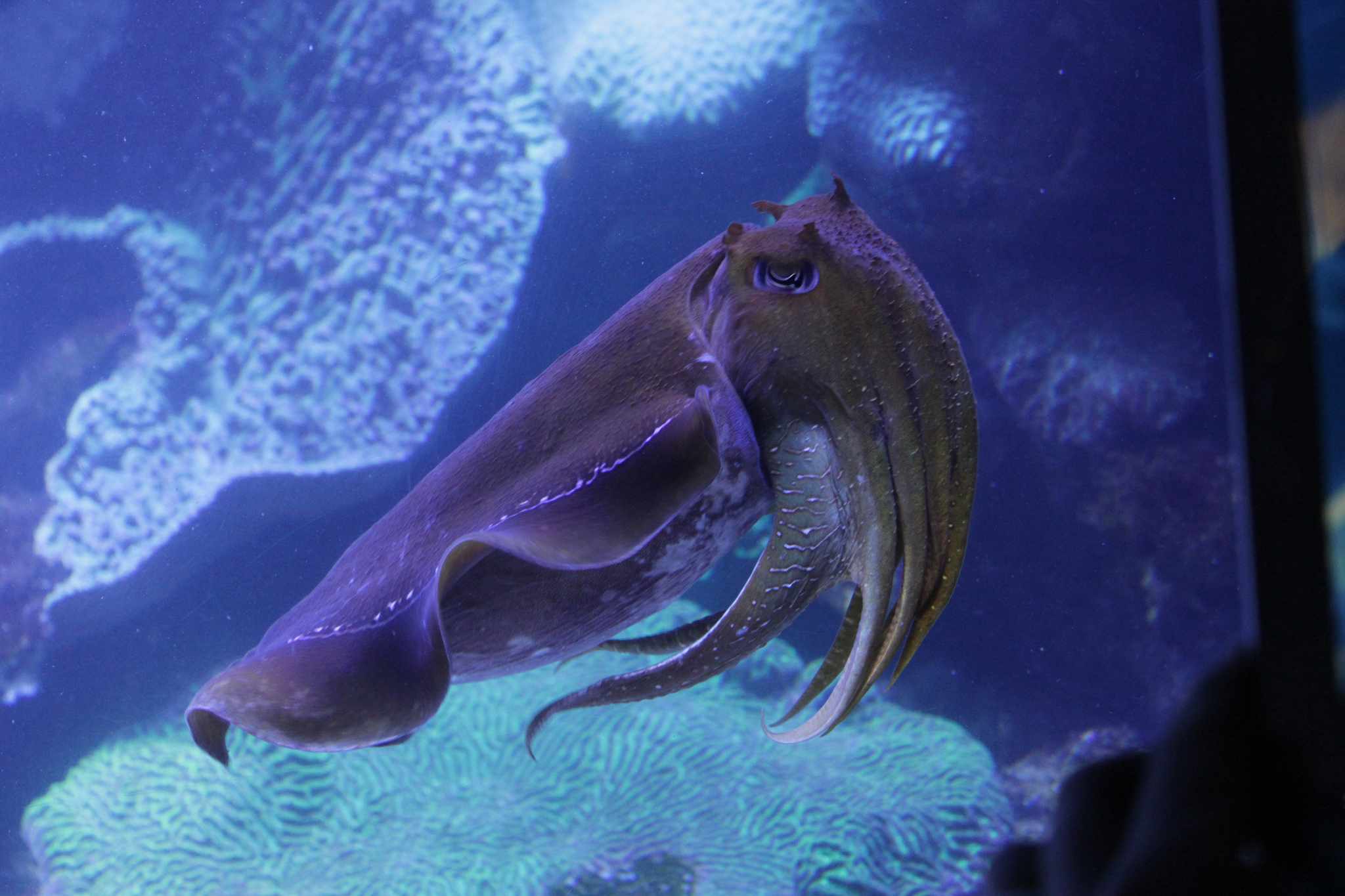 墨鱼乌贼章鱼和鱿鱼是一种动物吗,乌贼八爪章鱼和鱿鱼是同一种鱼吗