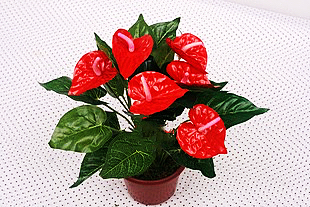 马蹄莲黄色和橙色哪个好看,马蹄莲的花语及养护方法