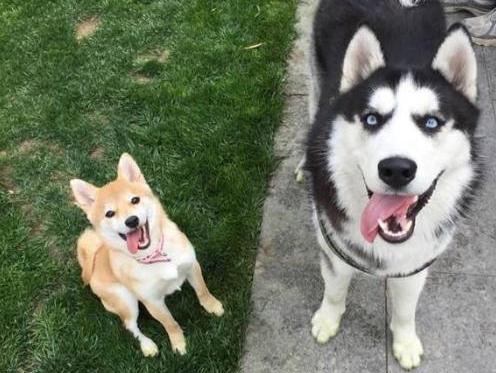 两只狗不能和谐相处怎么办,家养两个狗该怎么和平相处