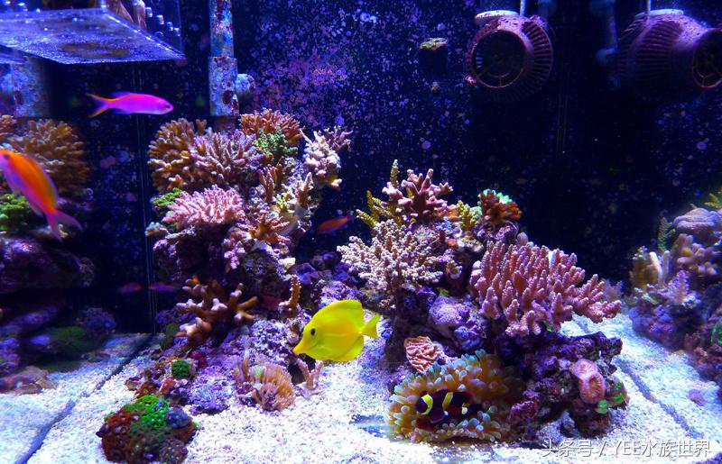 养海水鱼原生海水缸,从养鱼小白到资深鱼友