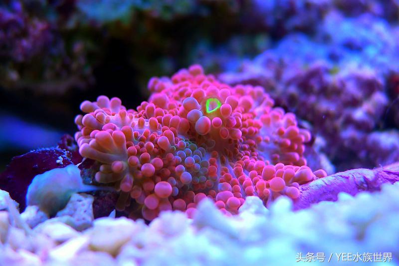 养海水鱼原生海水缸,从养鱼小白到资深鱼友