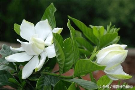 栀子花专用营养液防黄叶促开花,栀子花黄叶不开花营养液