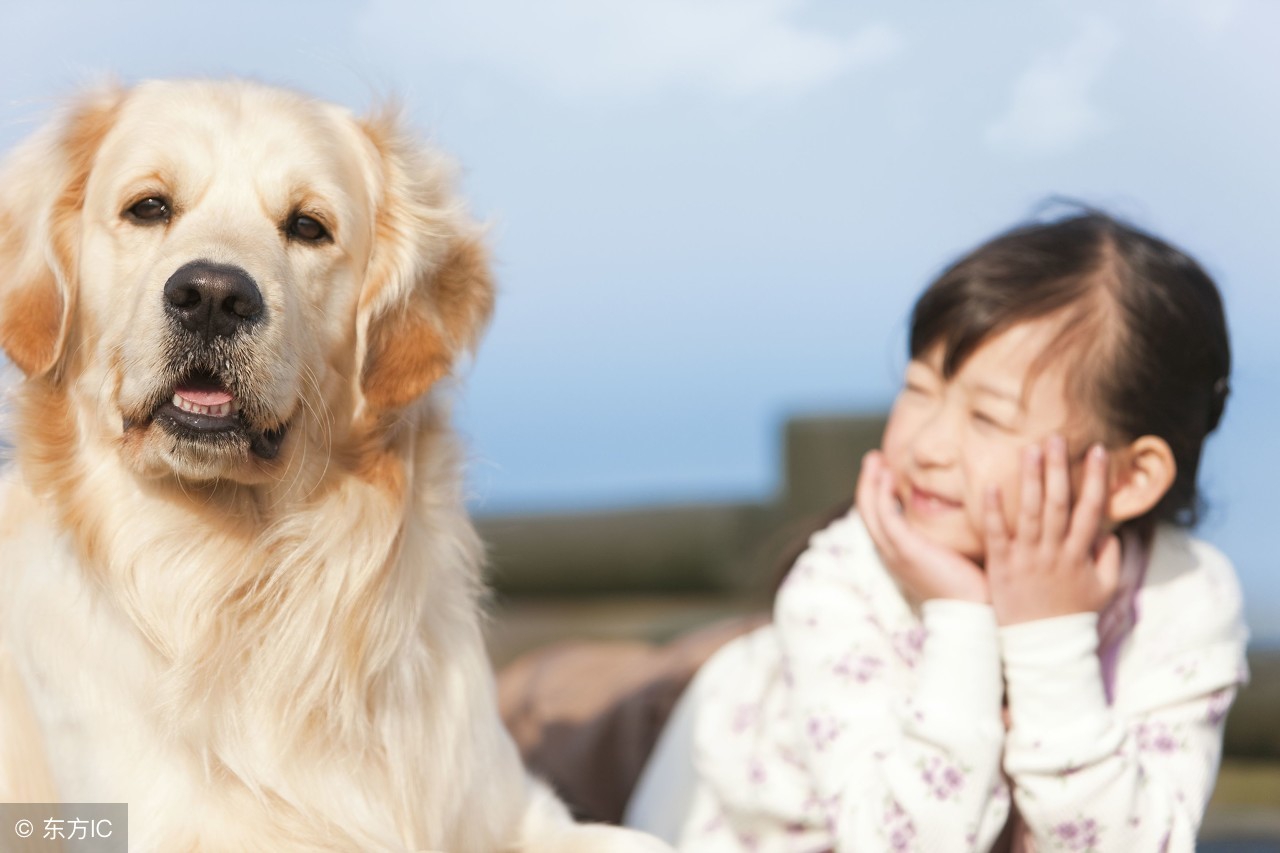 金毛往人身上扑的意思,金毛扑人行为纠正方法