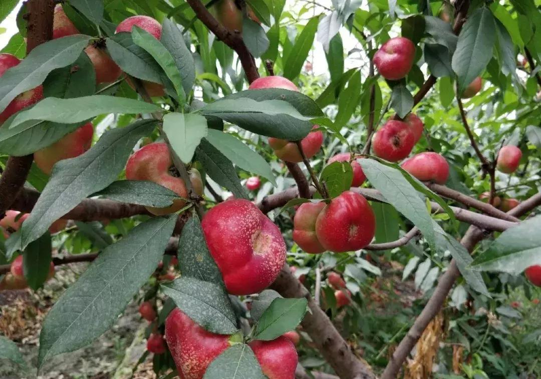 2020成都龙泉桃子采摘,桃子最新采摘视频