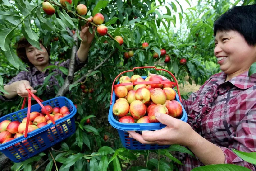 成都摘桃子地方推荐,桃子熟了去摘桃