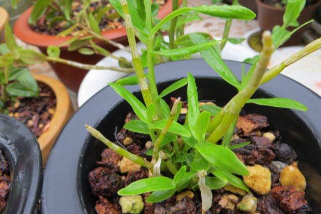 石斛的养殖方法和注意事项,水晶石斛和泼墨石斛哪个好养