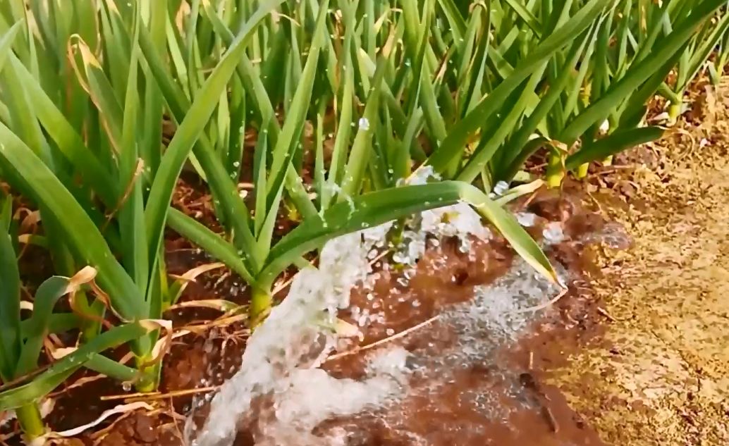 种大蒜的技巧和方法,种植大蒜的技巧和方法