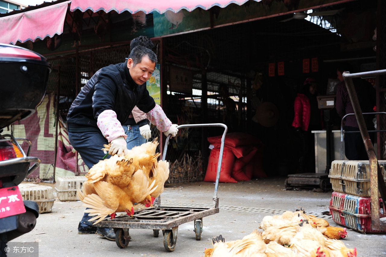 杰哥农产品近况,杰哥水果市场