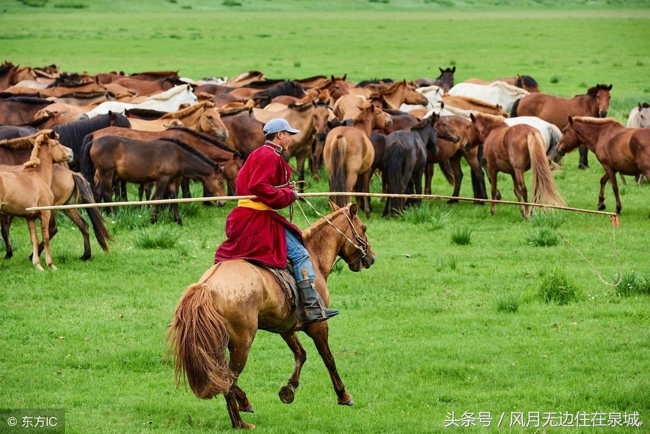 蒙古马和套马图片,蒙古套马绳子教学