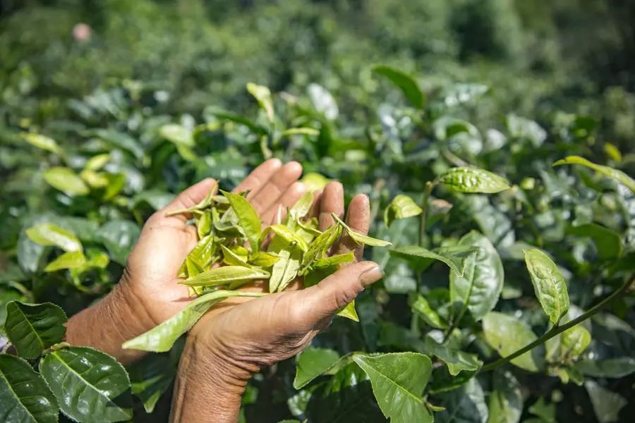 他卖掉所有家当回国创业，做洗护用品，竟引来网红民宿排队打call