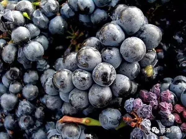 香槟起泡酒高颜值意大利,带你深度剖析葡萄酒的世界