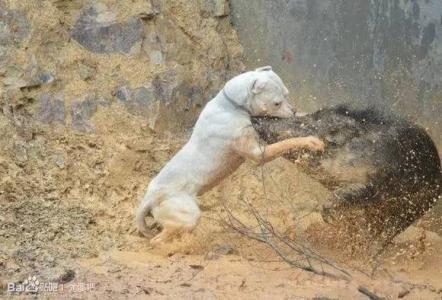 比特犬厉害还是鬼獒厉害,野猪王和比特犬谁更强