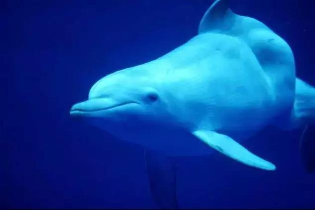 海外代购的荒唐陷阱,最可怕的代购骗局