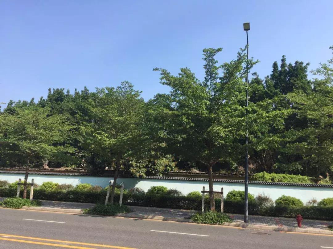 深圳湾最便宜楼盘,深圳湾大面积新盘