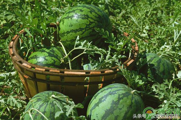 6月份西瓜价格行情,今日山东西瓜收购价格