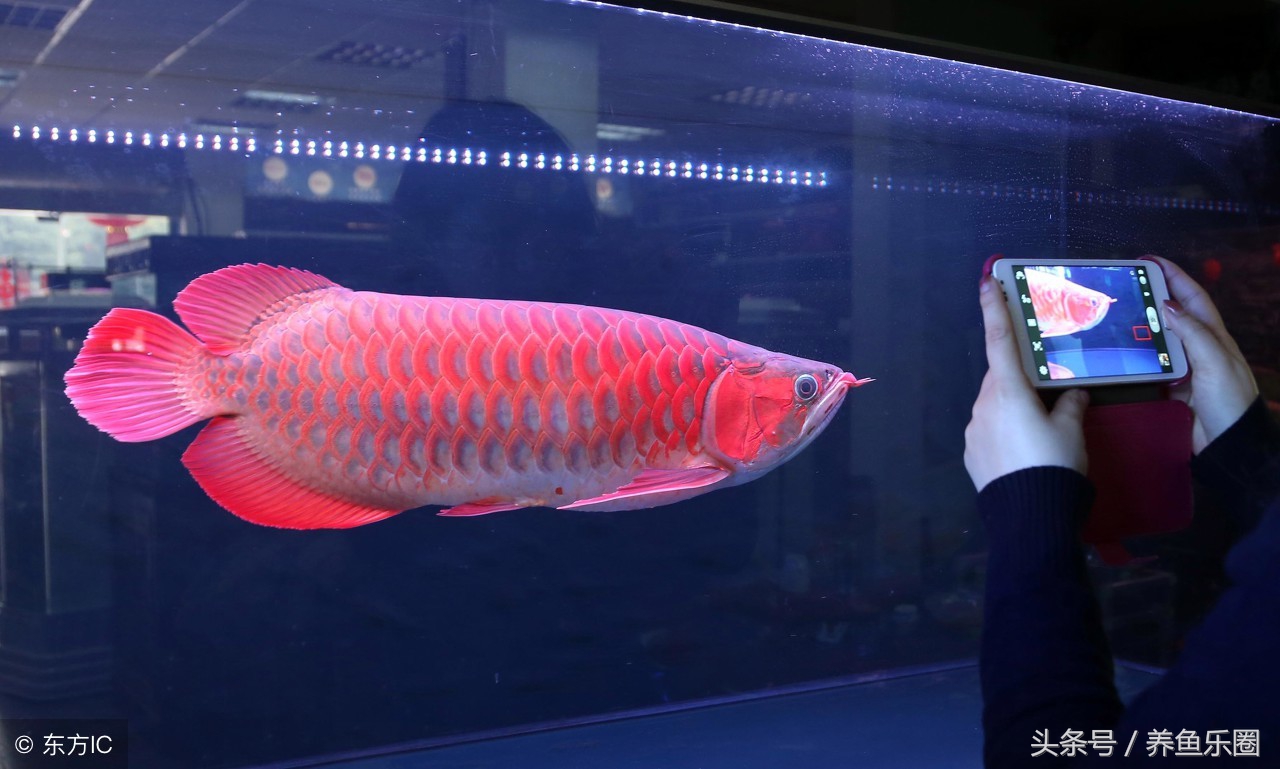 红龙炸鳞升温自愈了,红龙炸鳞什么样子