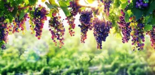 葡萄用什么药防治病虫害,葡萄防病虫害及用药管理方法