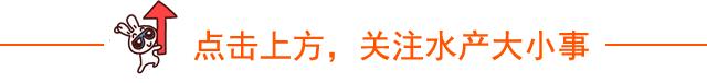 罗非鱼养殖的集约化,单性罗非鱼养殖