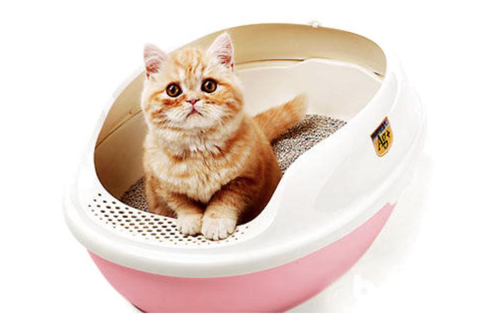 小奶猫怎么快速学会在猫砂盆拉尿,如何教小奶猫在猫砂盆如厕搞笑