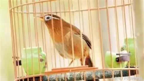 极品画眉鸟头型显示大图,极品画眉斗鸟选择