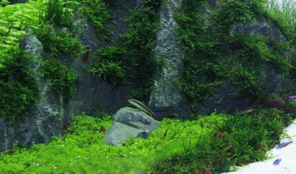 如何布置鱼缸水草造景,峡谷河流鱼缸