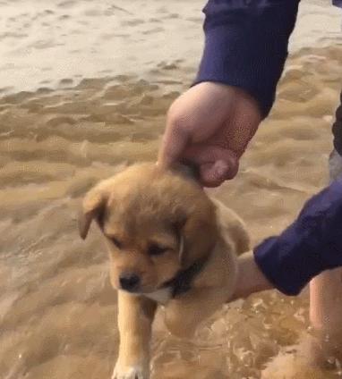 小金毛见到狗很怂怎么办,小金毛看见狗子就很怂