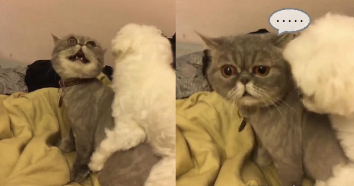 狗抱猫咪使劲摇晃视频,狗狗抱主人抖动视频