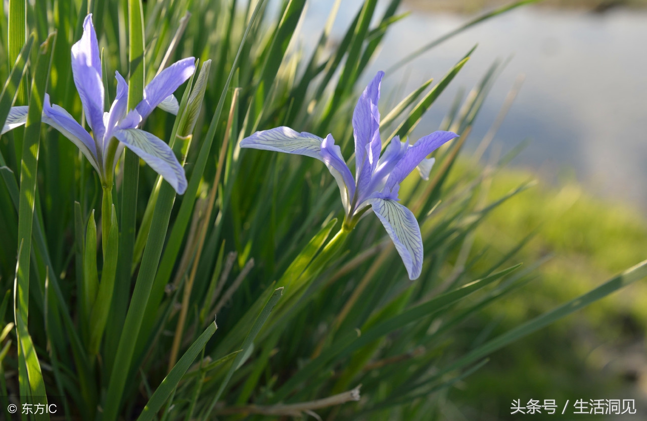 马屁拍的不响下一句,马屁拍得好不算啥能耐