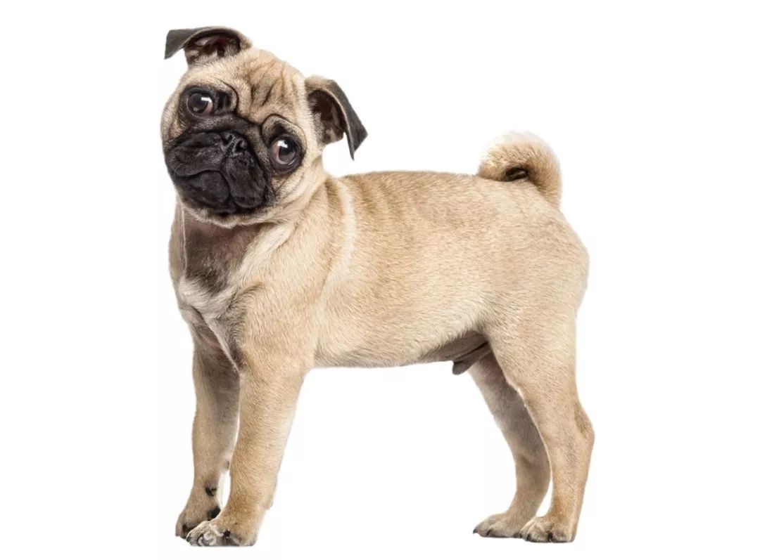 巴哥犬性格温顺吗,巴哥犬性格很好吗