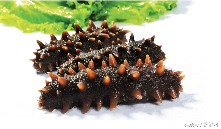 怎样挑选海鲜才能最好吃,海鲜日月贝怎么挑选