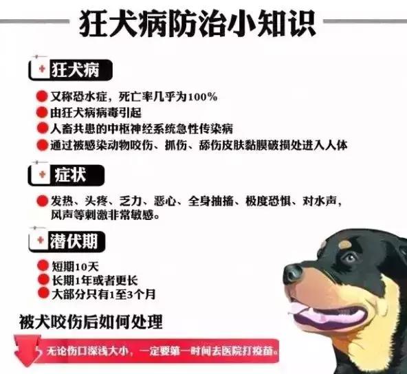 孩子被狗紧咬不放,怎样才能最快摆脱?很多人不知道!