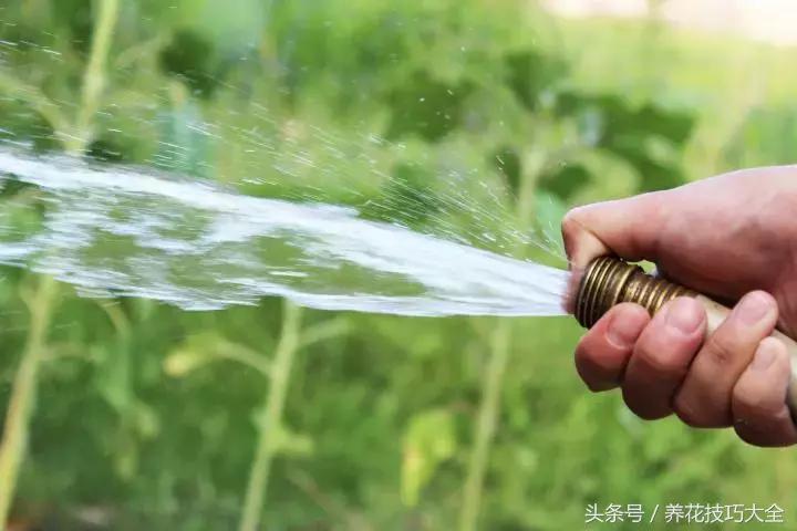 盆栽植物蚜虫有什么方法去除,盆栽蚜虫怎么消灭最快方法