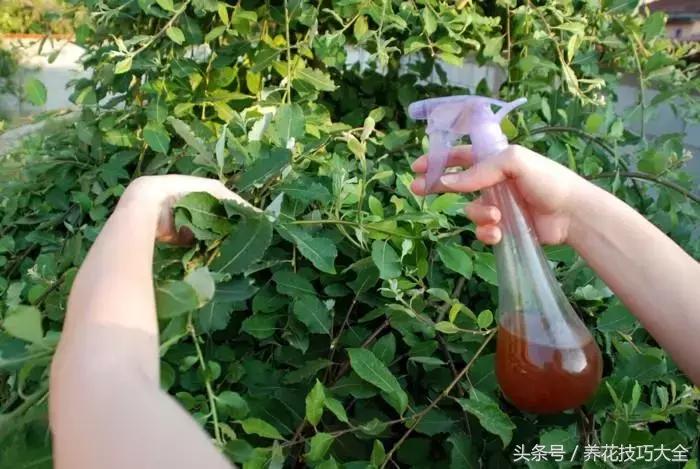 盆栽植物蚜虫有什么方法去除,盆栽蚜虫怎么消灭最快方法