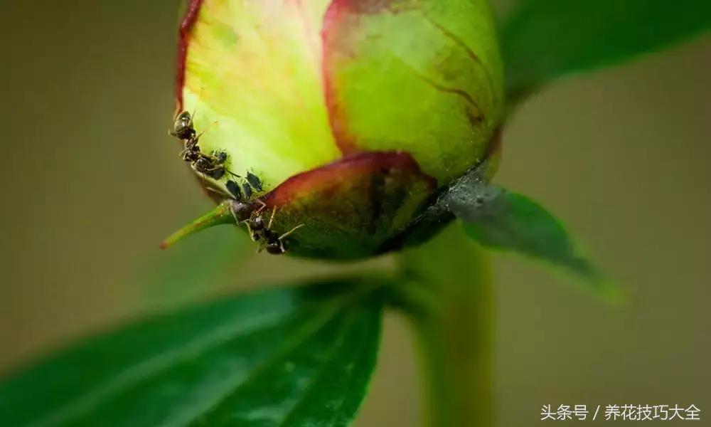 盆栽植物蚜虫有什么方法去除,盆栽蚜虫怎么消灭最快方法