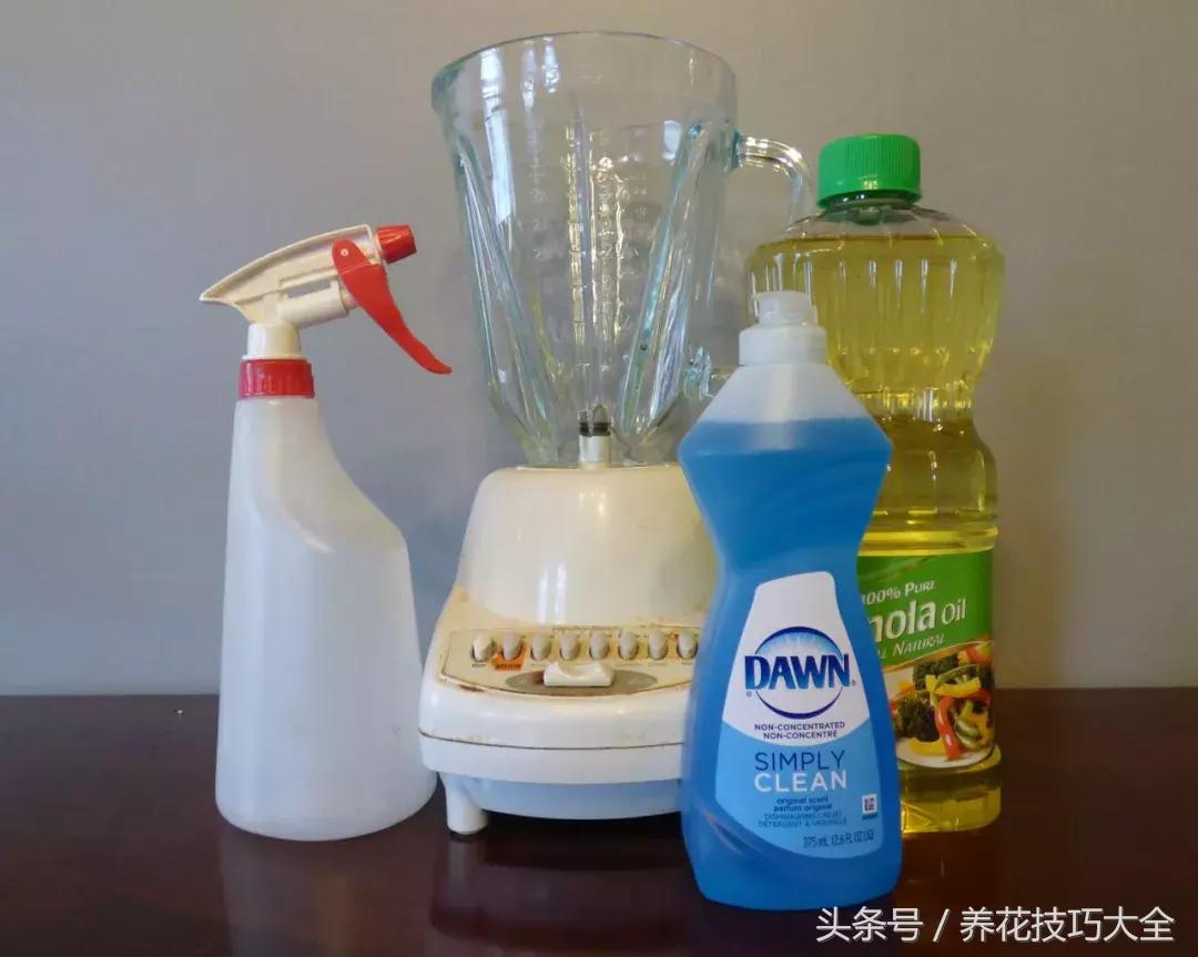 盆栽植物蚜虫有什么方法去除,盆栽蚜虫怎么消灭最快方法