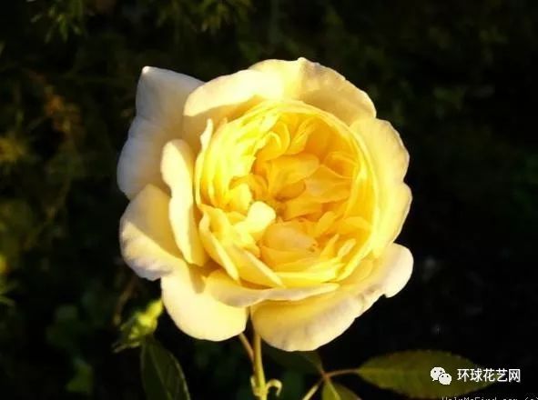 十大最稀有的玫瑰花品种图片,稀有玫瑰花品种大全图片